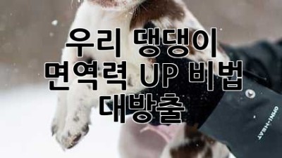 우리 댕댕이 💪 면역력 UP! 비법 대방출 🐶💖